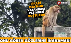 Firari maymun görenleri şaşkına çevirdi