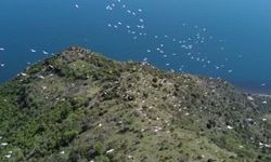 Tekirdağ’da pelikanların göçü muhteşem görüntülere sahne oldu