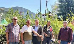 Trabzon hurma fidanı dağıtıldı