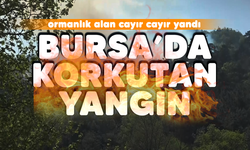 Bursa'da korkutan yangın! Ormanlık alan cayır cayır yandı