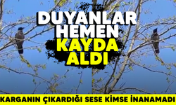 Duyanlar hemen kayda aldı!  Karganın çıkardığı sese kimse inanamadı