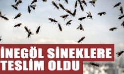 İNEGÖL SİNEKLERE TESLİM OLDU