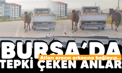 Bursa'da tepki çeken anlar: Atları aracın arkasına bağlayıp...