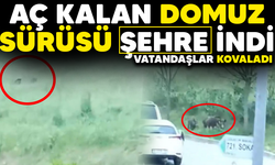 Bursa'da aç kalan domuz sürüsü şehre indi, vatandaşlar kovaladı
