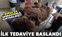 Bursa'da operasyonla kurtarılmıştı! İlk tedaviye başlandı