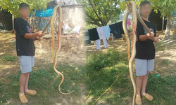 Bursa'da 2 metrelik dev yılan korkuttu