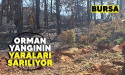 Bursa’da orman yangının yaraları sarılıyor