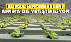 Bursa’nın sebzeleri Afrika’da yetiştiriliyor