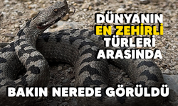 Dünyanın en zehirli türleri arasında! Bakın nerede görüldü