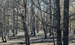 Bursa'da küle dönen orman dronla görüntülendi