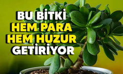 Para çiçeğinin (Pilea) anlamı ve faydaları