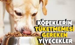 Köpeklerin yememesi gereken besinler nelerdir?