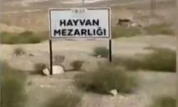 Niğde'de Toplu Köpek İtlafı İddiaları Sosyal Medyada Tepki Çekti