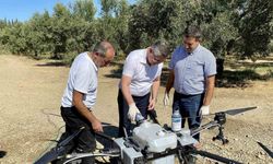 Balıkesir’de zeytin sineğiyle mücadelede sürüyor