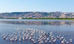 İzmit Körfezi’ndeki flamingo sayısında artış gözlendi