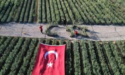 Bursa'da zeytin fidanlarıyla Türk Bayrağı'nı oluşturdu