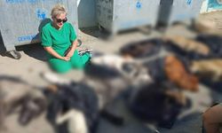 Barınağa götürülen 30 köpek ve 13 kedi zehirlenerek öldürüldü