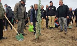 Bandırma’da yanan alanda 750 çam fidanı toprakla buluştu