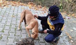 Kanalizasyon giderine sıkışan yavru köpek kurtarıldı, annesi ekiplere adeta teşekkür etti