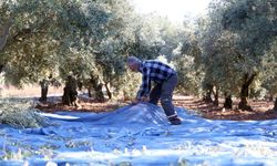 Mudanya Belediyesi zeytin üreticisinin yanında