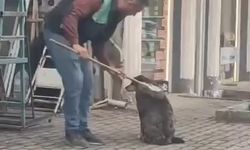 Bursa'da elindeki fırçayla sokak köpeğini temizledi