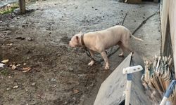 Ağızlıksız gezdirilen pitbull köpek kediyi parçaladı