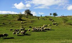 İlçe tarımdan Meralarla ilgili açıklama