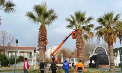 Erdek’te palmiyeler kuruyor, belediye tedbir almada geç kaldı