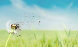 Polen Mevsimi Başladı: Bahar Keyfiniz Alerjiye Dönüşmesin