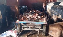 2,5 ton at eti ele geçirildi! 4 at son anda kurtarıldı, hepsini vatandaşa yedireceklerdi