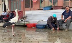 Bilal leylek 7 yıldır göç ettiği Fadıllı'daki yuvasında baba oldu
