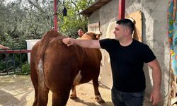 1 ton 200 kiloluk kurbanlık, araba fiyatına alıcısını bekliyor