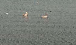 Pelikanlar İznik Gölü'nü süsledi