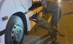 Tırdaki 5,5 kilogram uyuşturucuyu ’Viva’ buldu