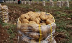 Yurt dışından gelen 2 bin tondan fazla patates virüslü çıktı