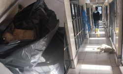 Osmangazi Belediyesi’nden bir hayvan katliamı daha..  A