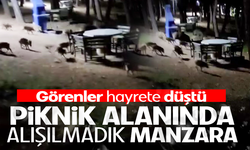 Bursa'da piknikte karşılaştıkları domuz sürüsü panik oluşturdu