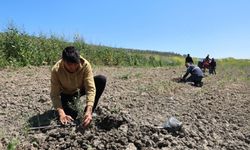 Nilüfer Belediyesi Konaklı’ya 800 zeytin fidanı dikti
