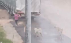 İnegöl'de çocuğa köpekler saldırdı