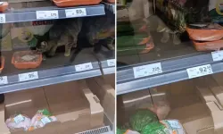 İnsan hayatı bu kadar ucuz mu?