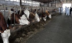 Bursa'da Kurban Bayramı öncesi karantina kararı