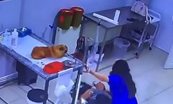 Bursa'da veteriner kliniğinde köpeğini tedavi ettiren kadın bayıldı