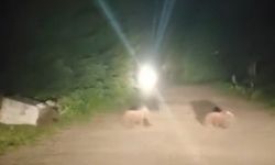 Anne ayı ve yavruları mesire alanında görüntülendi