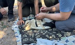 Yaren Leyleğin yavruları takip altında
