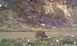 Bursa'da Uludağ'da yaban kedisi fotokapana takıldı