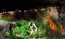 Diyarbakır'da zehir tarlası: 12 milyon kök kenevir ele geçirildi!
