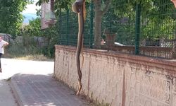 İnegöl'de dev yılan yakalandı