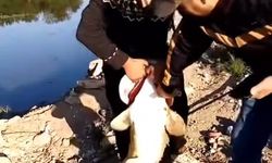 İnegöl'de Oltaya Dev Balık Takıldı!