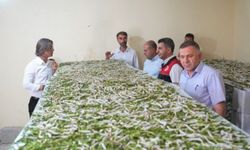 "Böcekle mi uğraşacaksın" sözlerine aldırmadı, binlerce lira kazandı