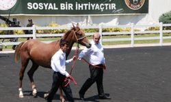 TİGEM tay satışından tek seferde 23 milyon 45 bin liralık gelir elde etti